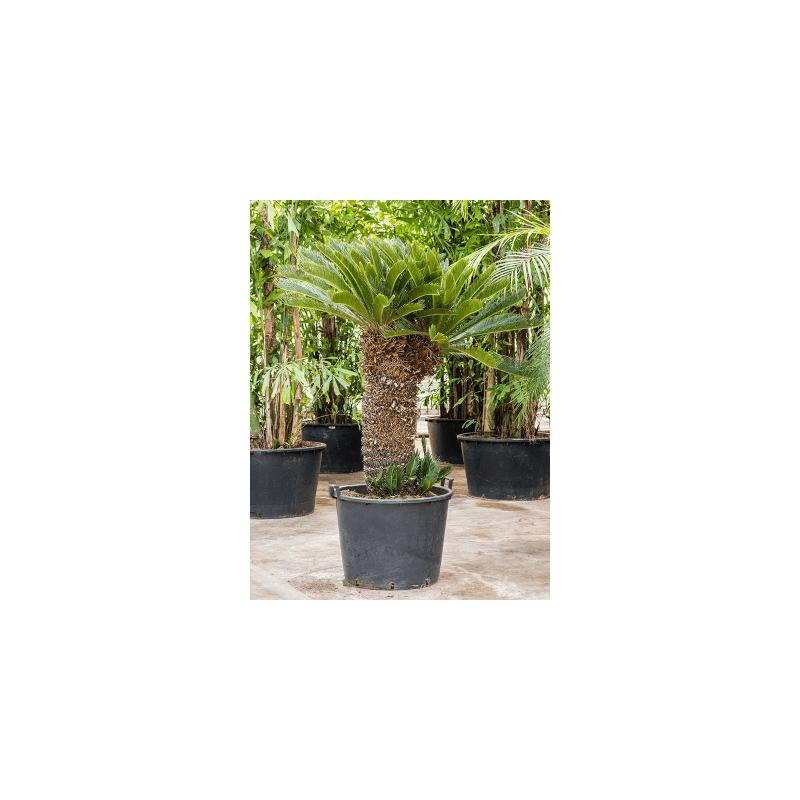 Cycas Revoluta