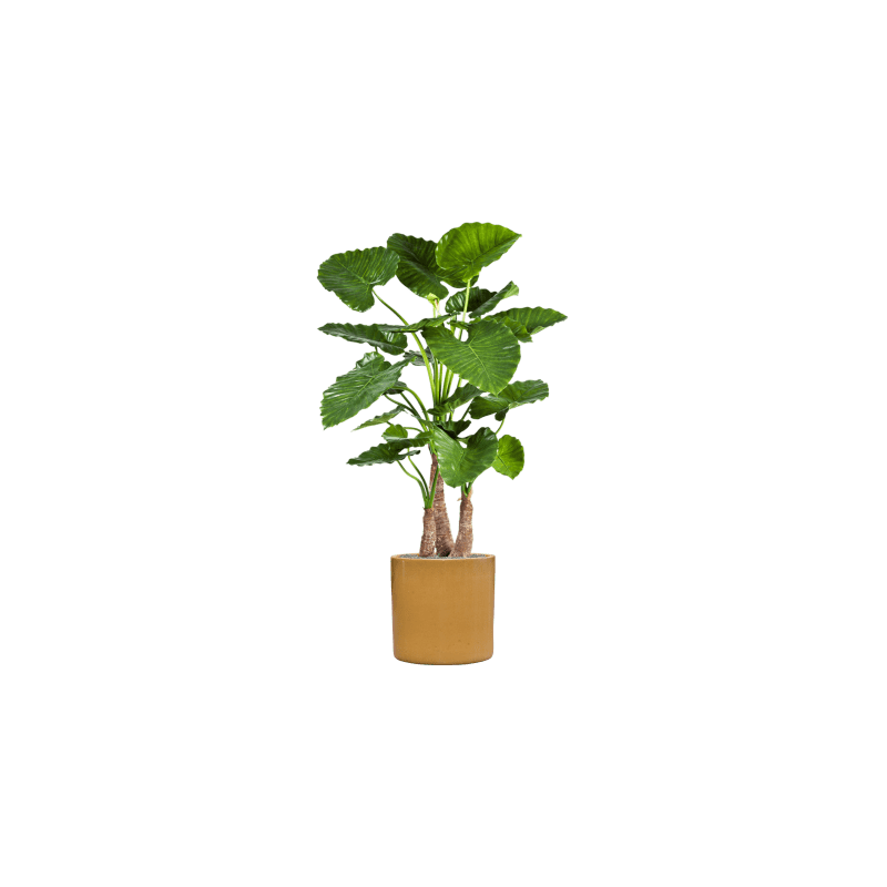 Alocasia Calidora in Cylinder Ceramic Honey - kunstplant