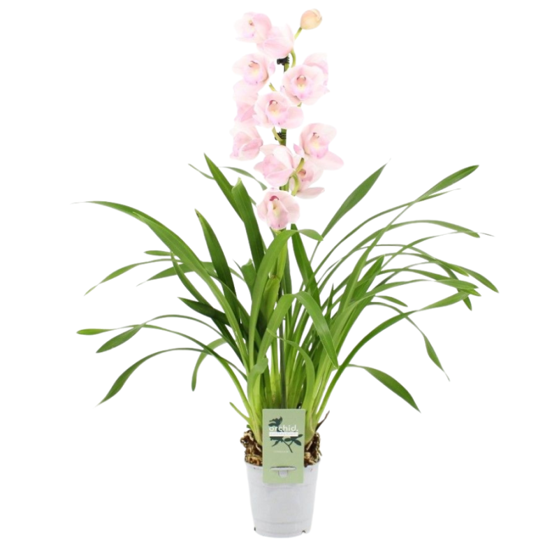 Cymbidium roze