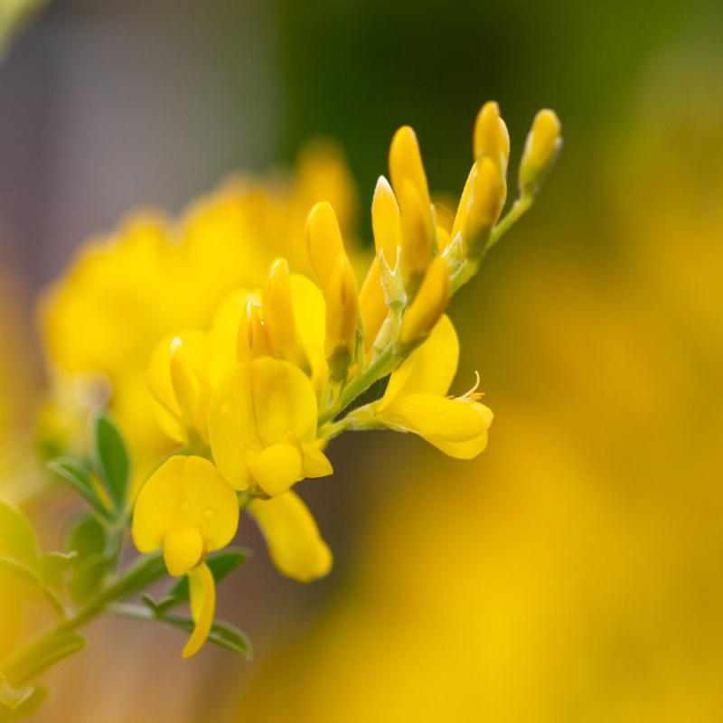 Cytisus racemosus