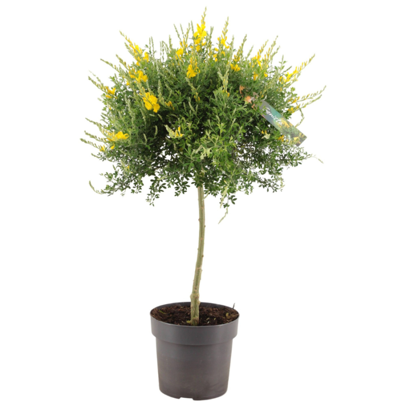 Cytisus op stam