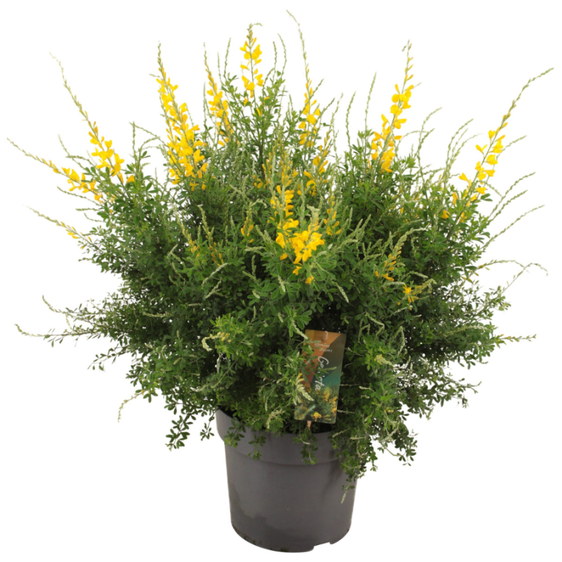 Cytisus racemosus