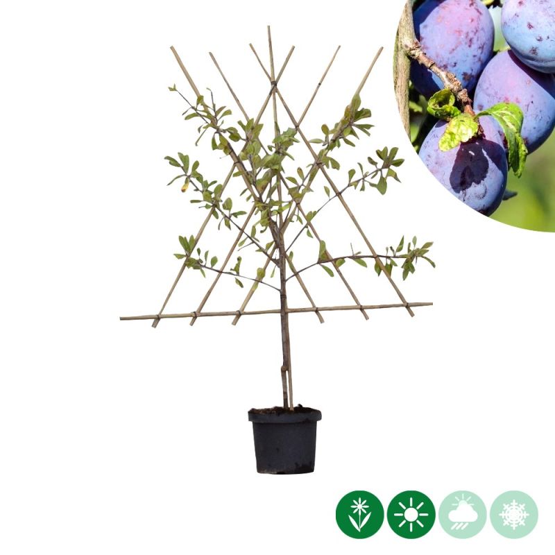 Prunus The Czar - leiboom