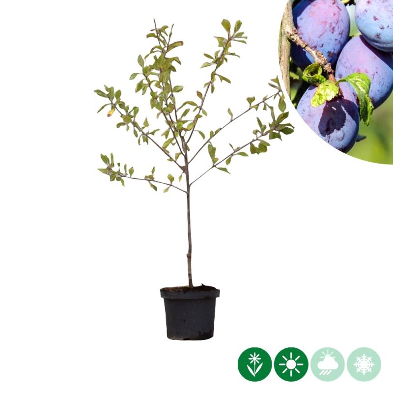 Prunus The Czar