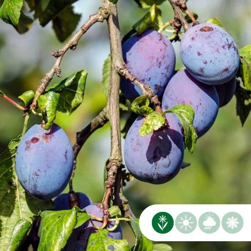 Prunus The Czar - leiboom