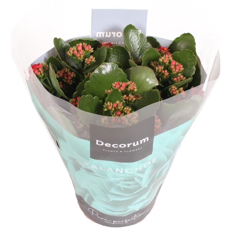 Kalanchoe rood vetplant