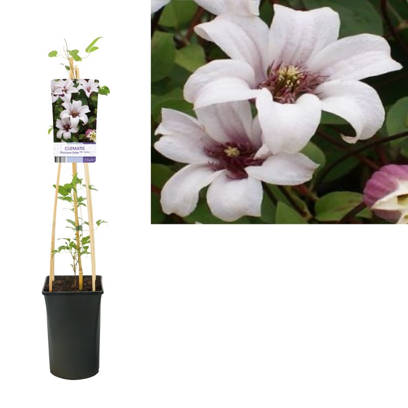 Clematis Princess Kate