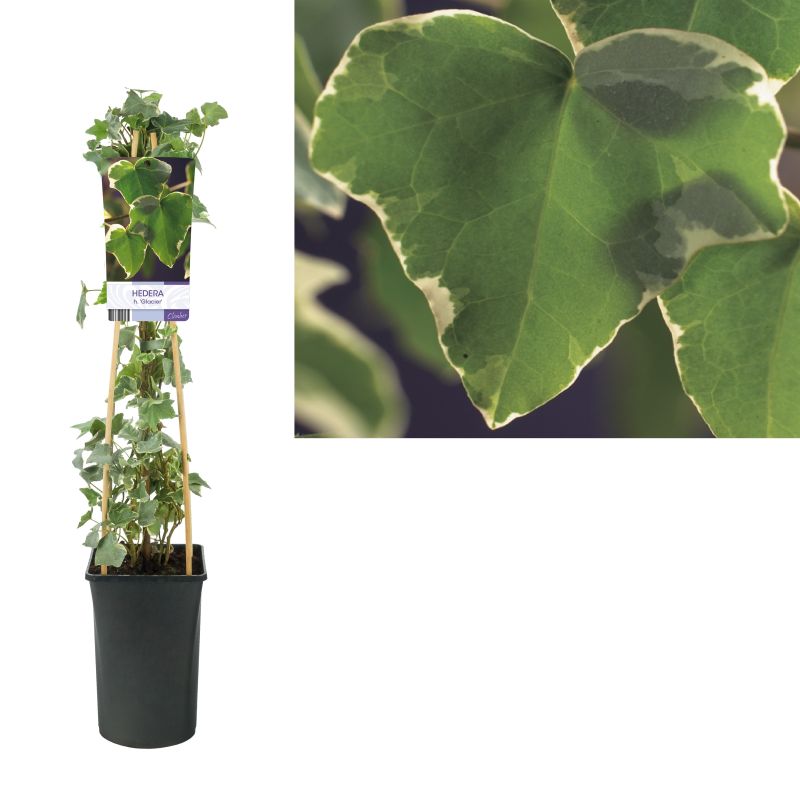 Hedera helix 'Glacier'