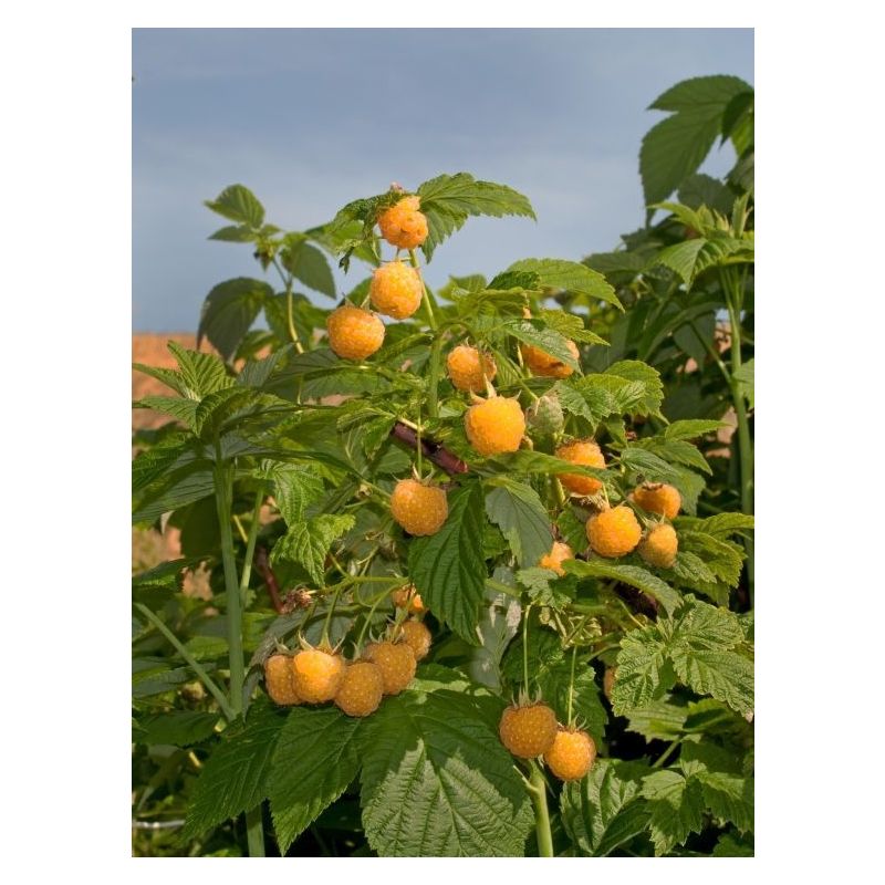 Rubus idaeus Golden Everest