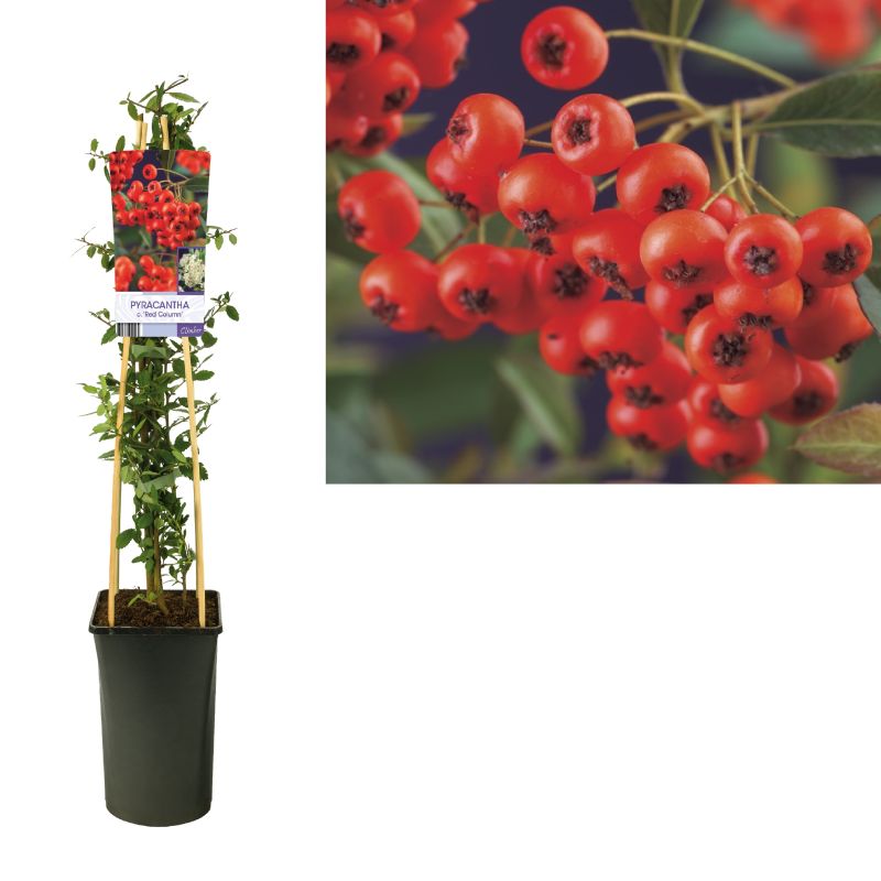 Pyracantha coccinea 'Red Column'