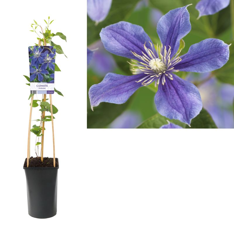 Clematis Arabella
