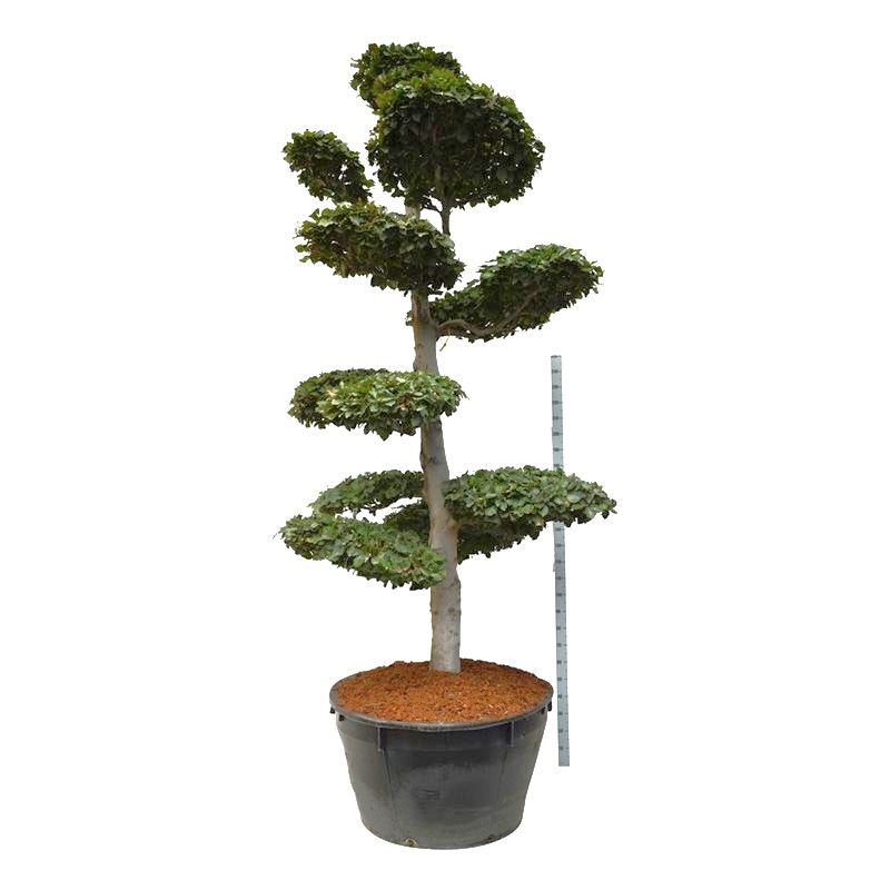 Fagus Sylvatica - bonsai