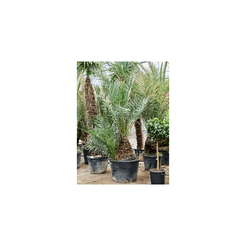 Phoenix dactylifera 