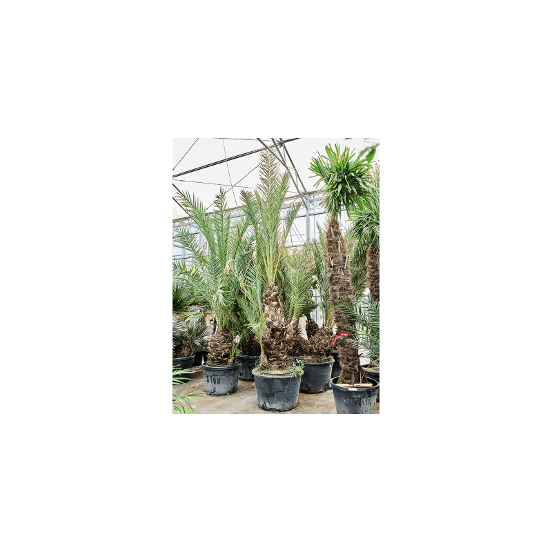 Phoenix dactylifera 