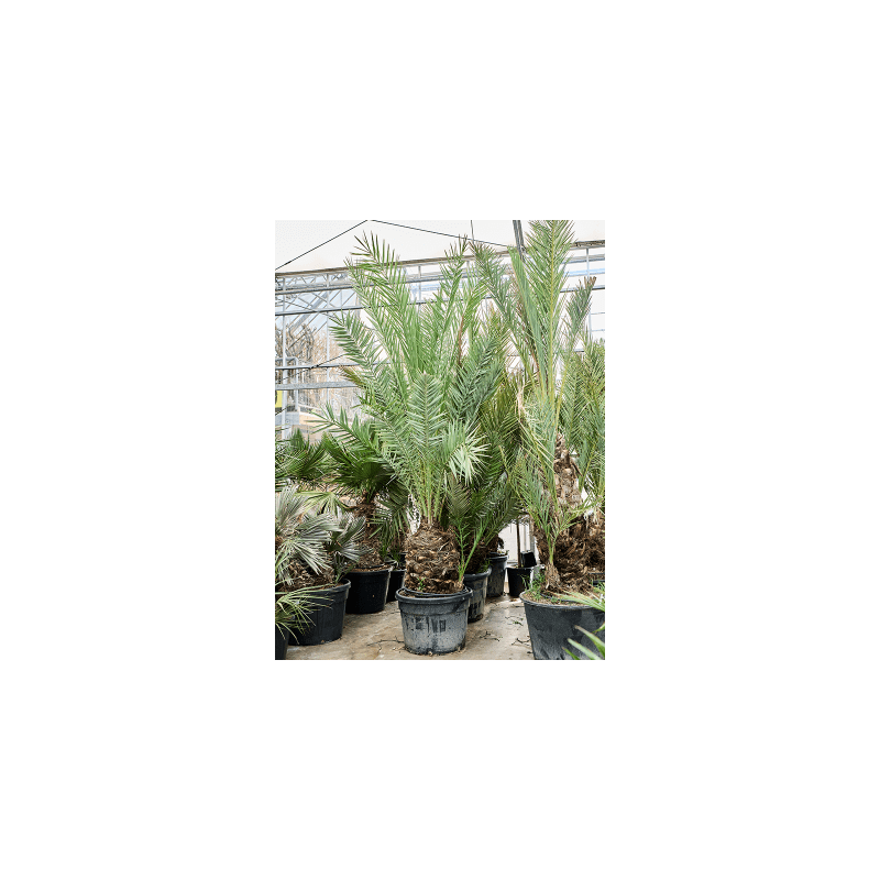 Phoenix dactylifera 