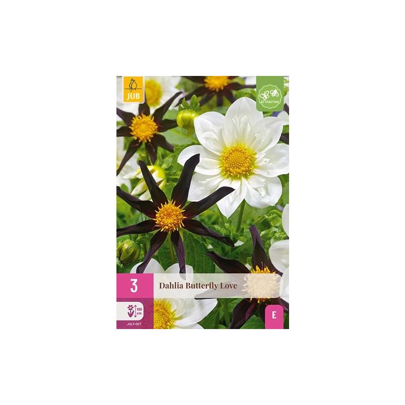 Dahlia Butterfly Love - 3 stuks