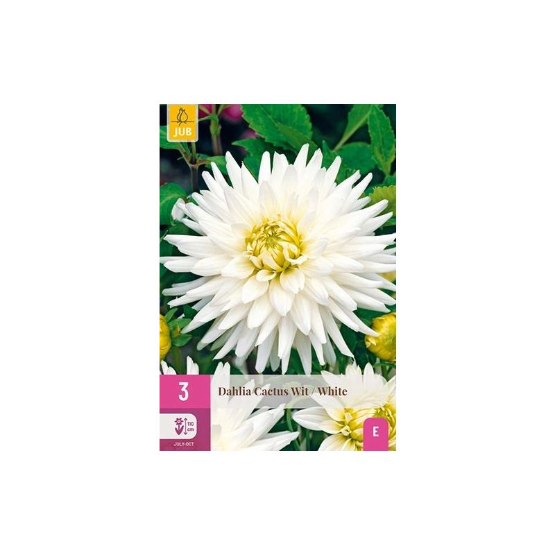 Dahlia Cactus Wit - 3 stuks