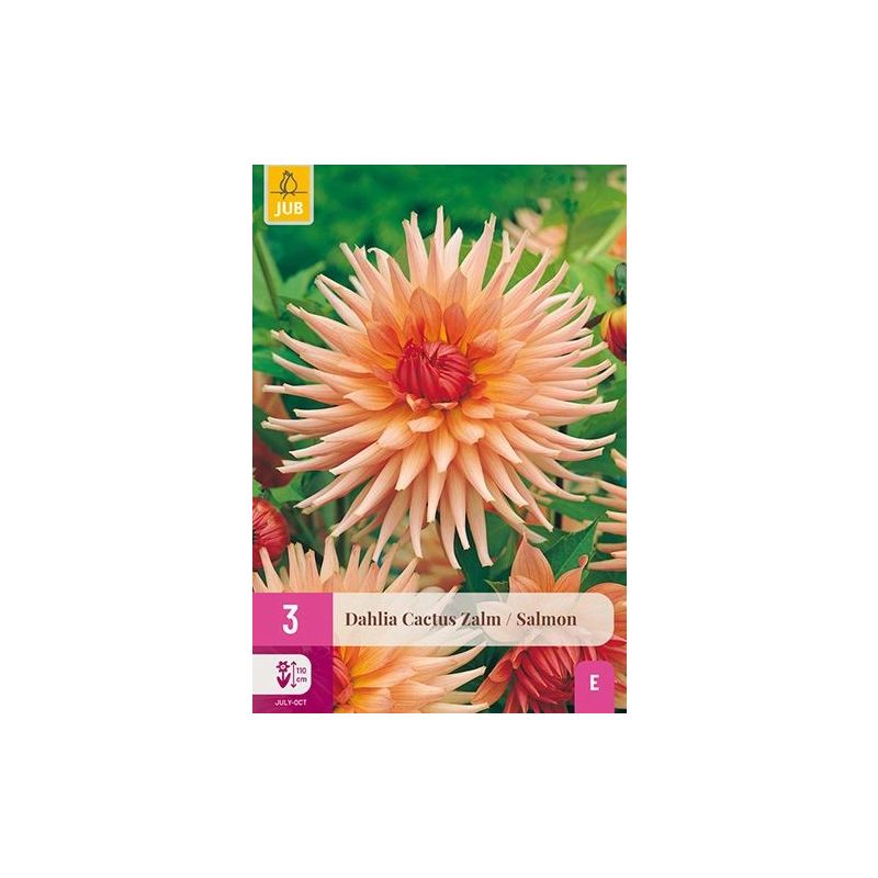 Dahlia Cactus Zalm - 3 stuks