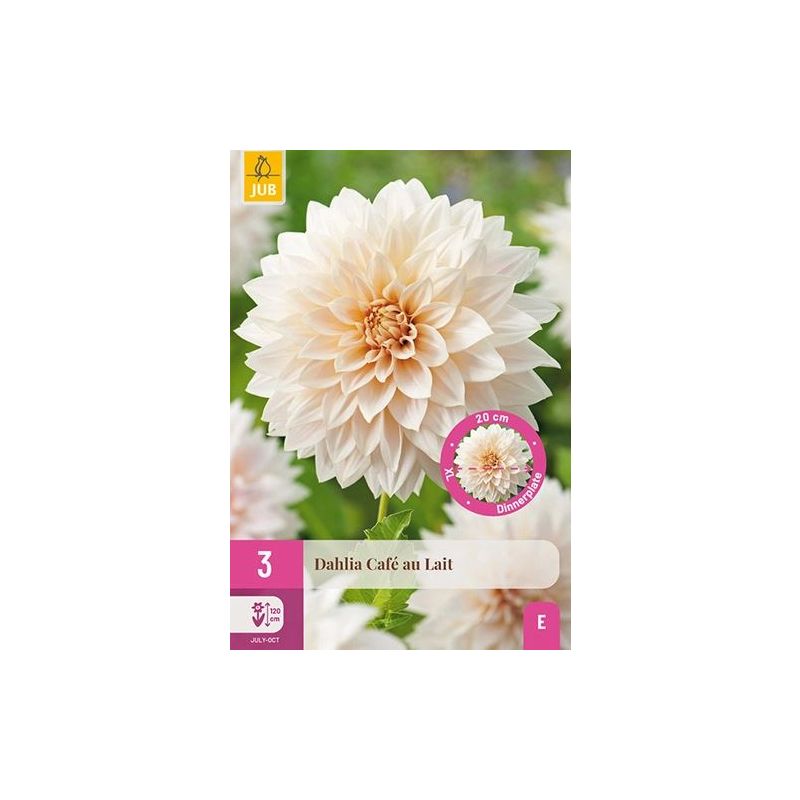 Dahlia Cafe au Lait - 3 stuks