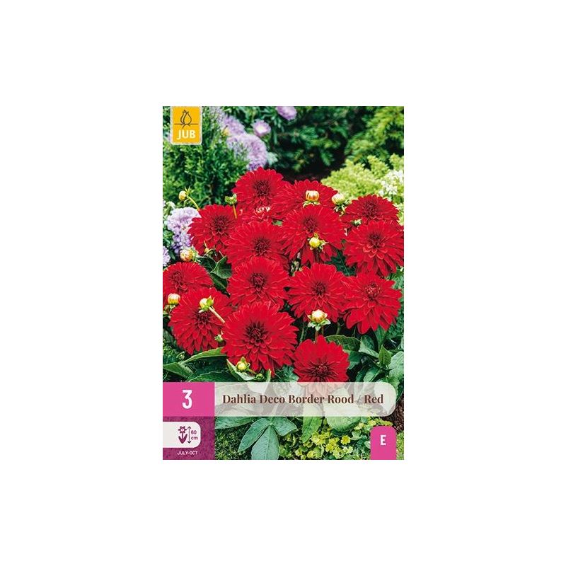 Dahlia Deco Border Rood - 3 stuks
