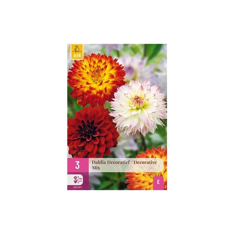 Dahlia Decoratief Mix - 3 stuks
