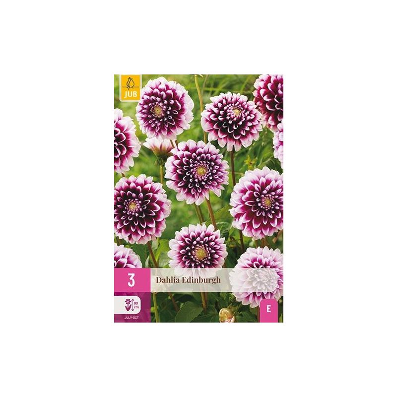 Dahlia Edinburgh - 3 stuks