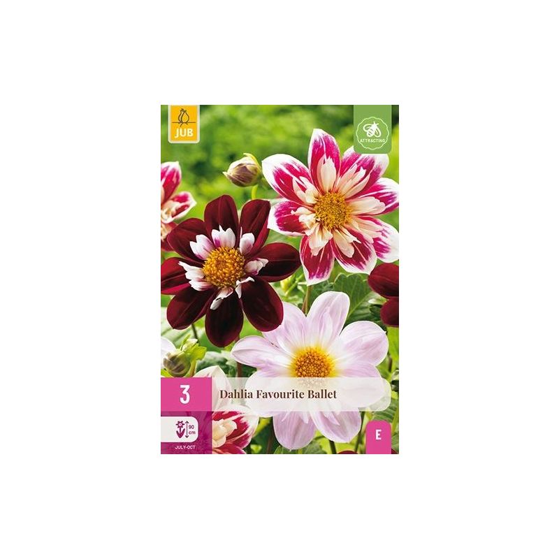 Dahlia Favourite Ballet - 3 stuks