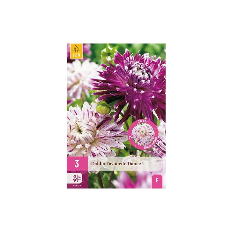 Dahlia Favourite Dance - 3 stuks