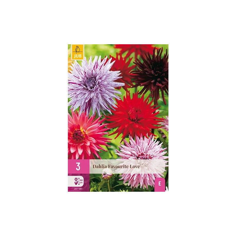 Dahlia Favourite Love - 3 stuks