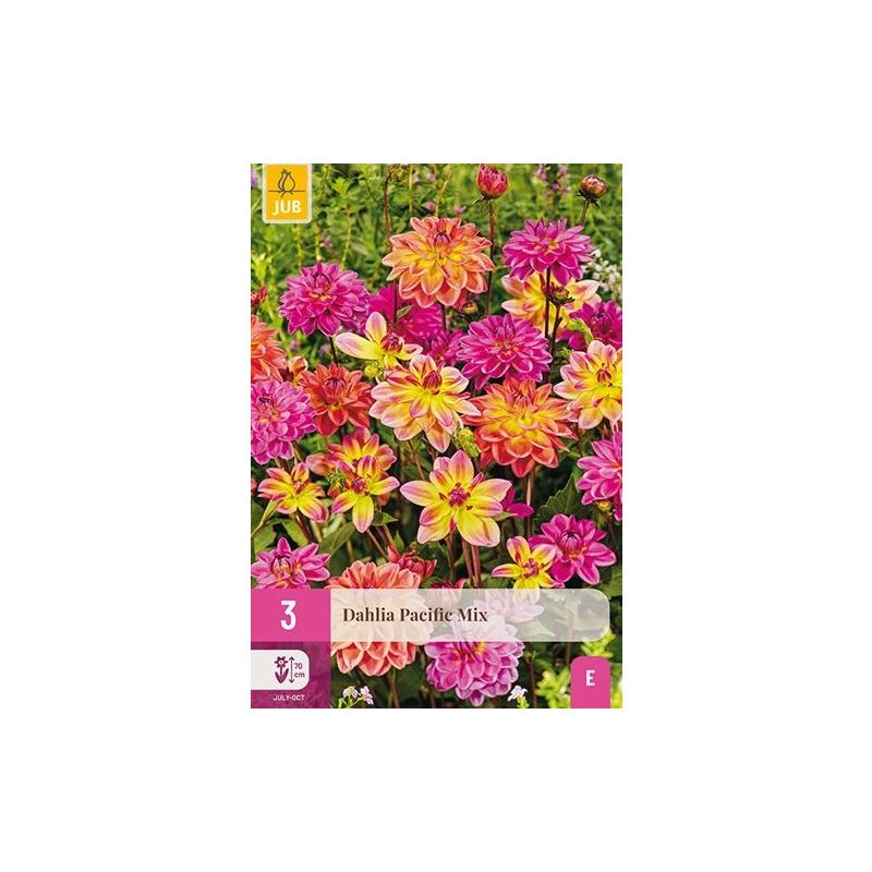 Dahlia Pacific Mix - 3 stuks