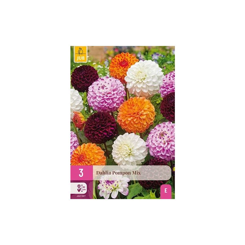 Dahlia Pompon Mix - 3 stuks