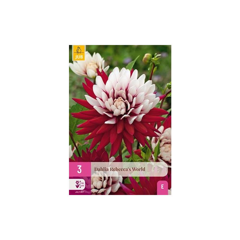 Dahlia Rebecca's World - 3 stuks
