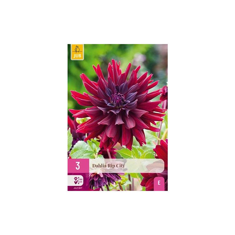 Dahlia Rip City - 3 stuks
