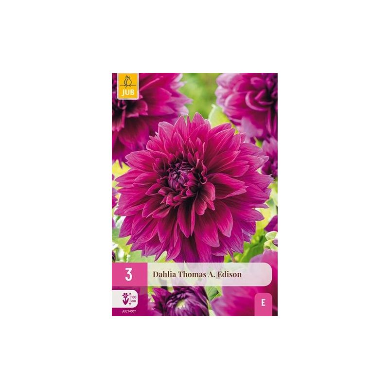 Dahlia Thomas A. Edison - 3 stuks