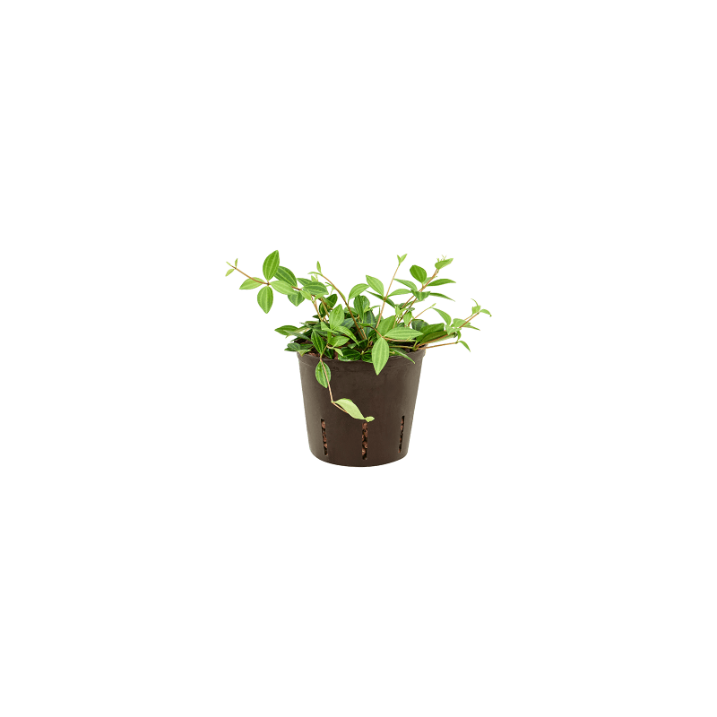 Peperomia Dahlstedtii