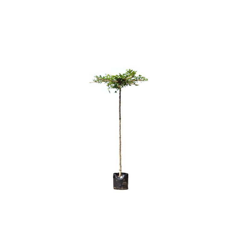 Carpinus Betulus - vierkant dak