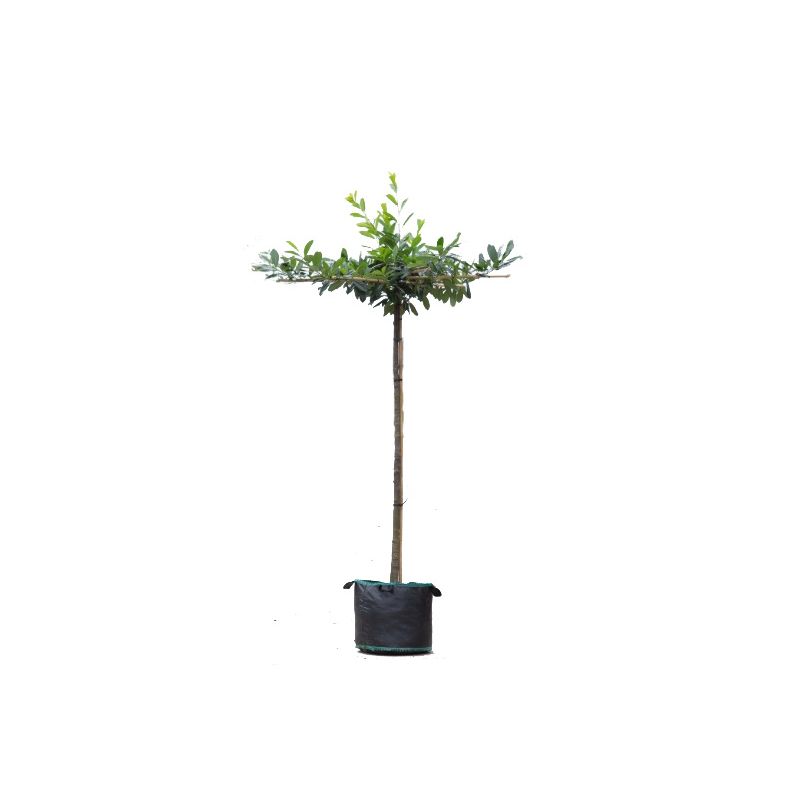 Prunus Laurocerasus - kruisdak