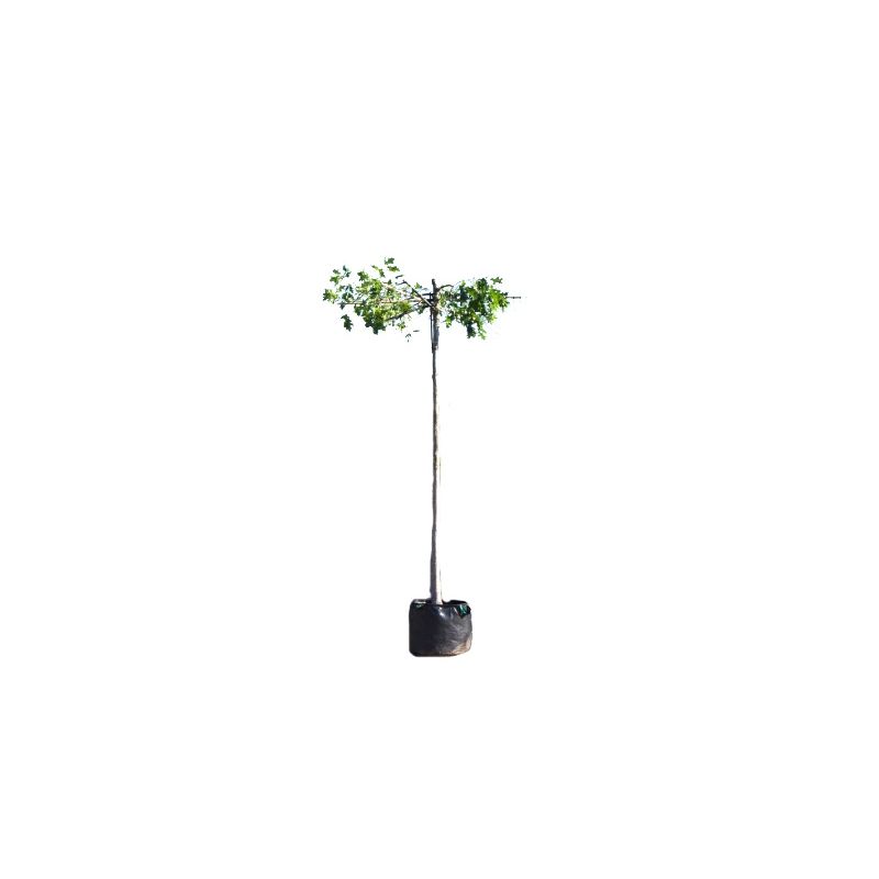 Quercus Palustris - kruisdak