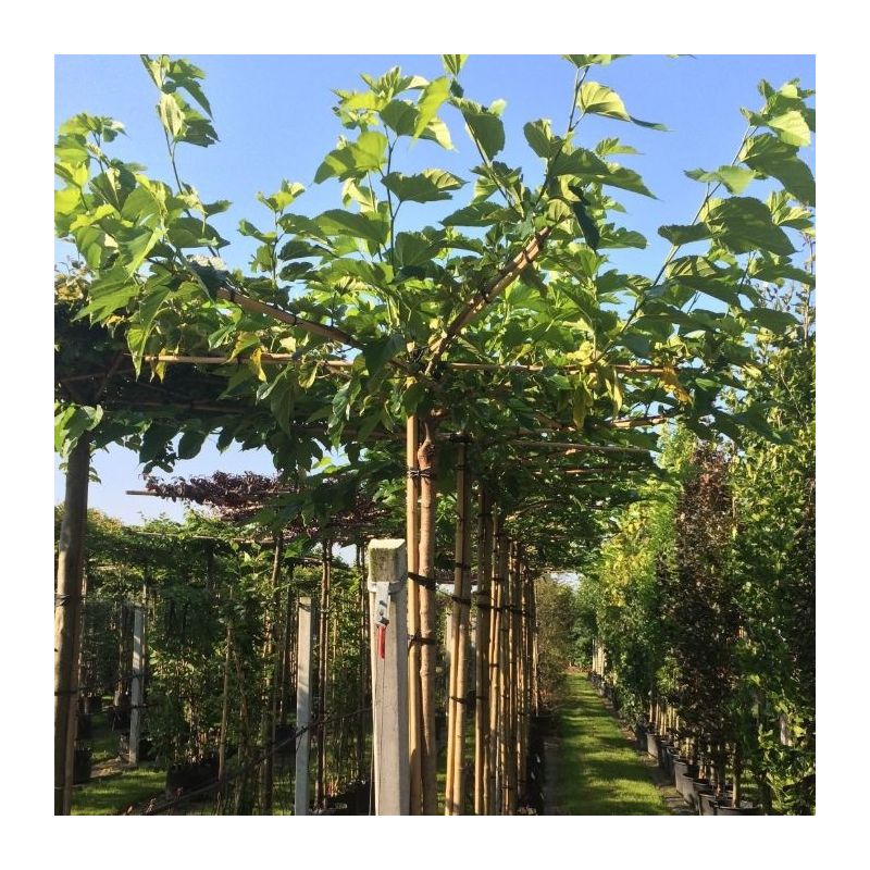 Morus Alba Fruitless - kruisdak