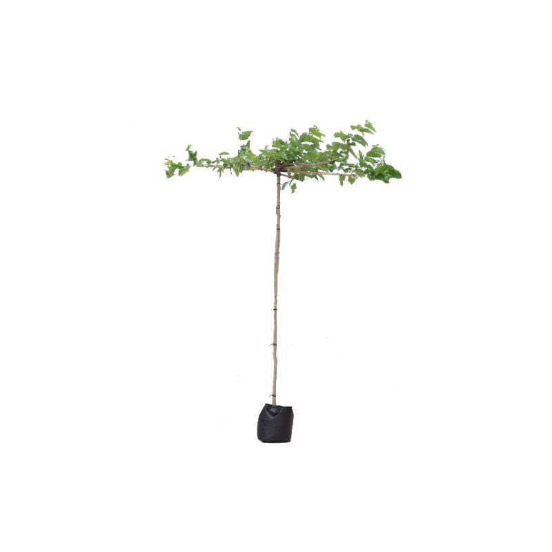 Morus Alba Fruitless - kruisdak