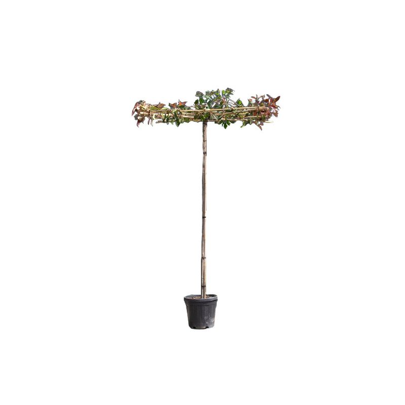 Photinia Fraseri Red Robin - vierkant dak