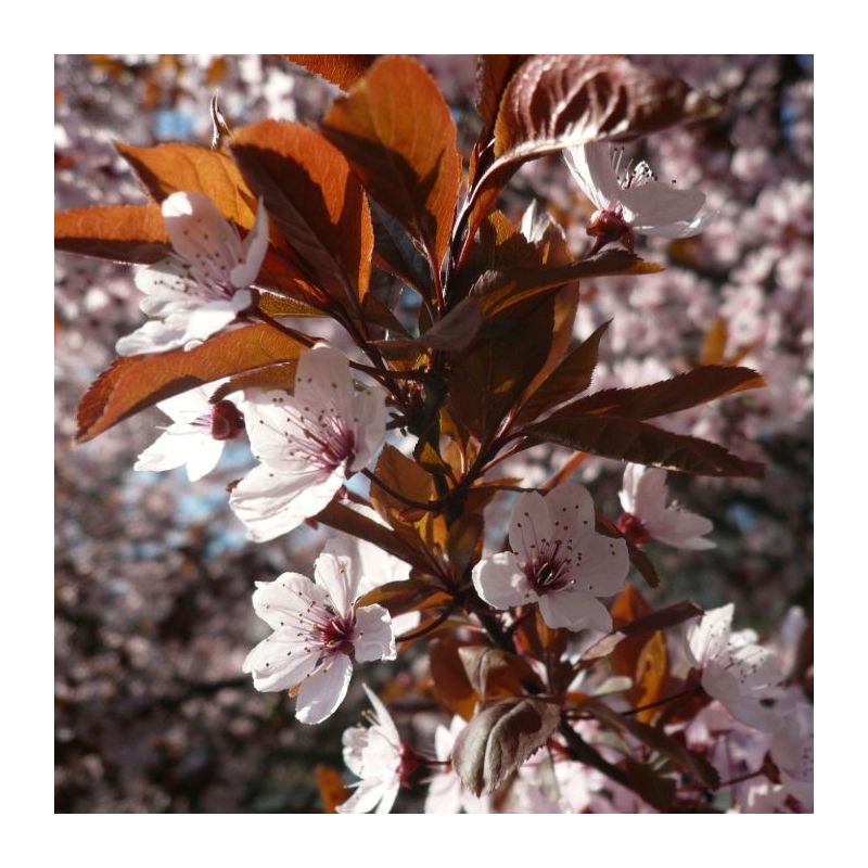 Prunus Cerasifera 'Nigra' - vierkant dak