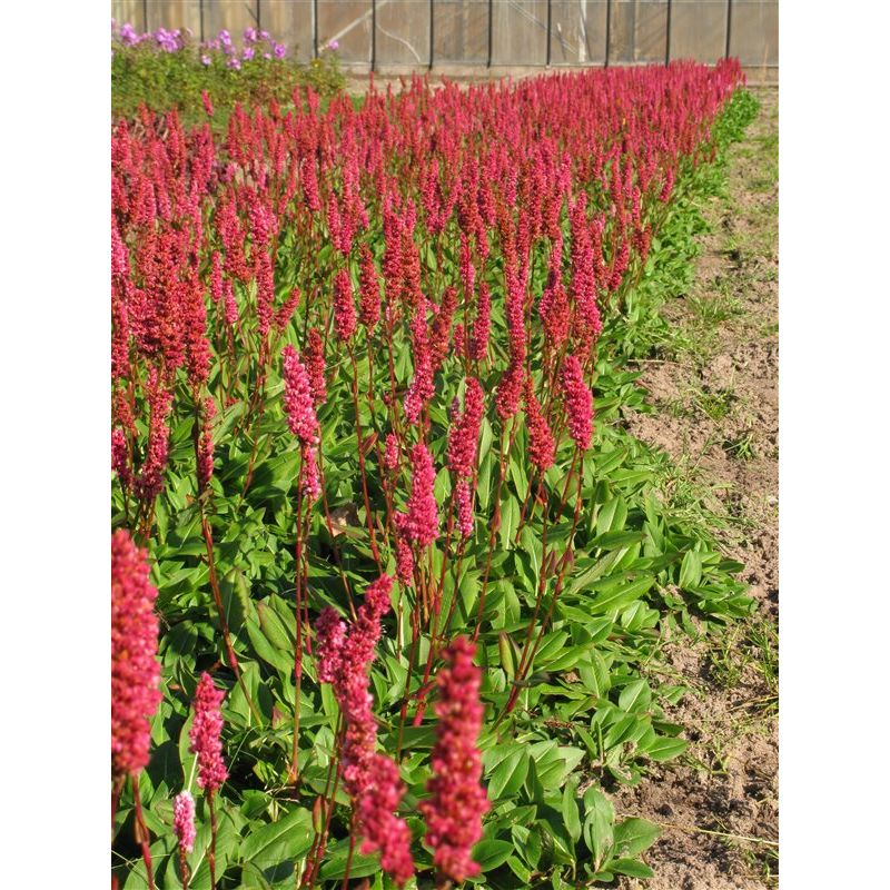 Persicaria affinis 'Darjeeling Red'