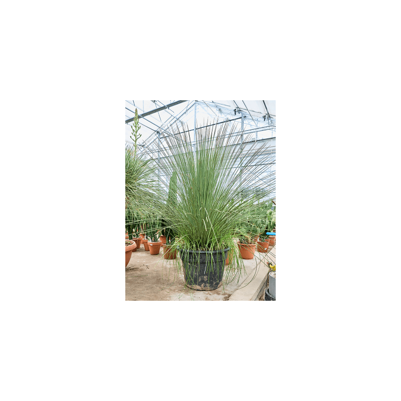 Dasylirion longissimum