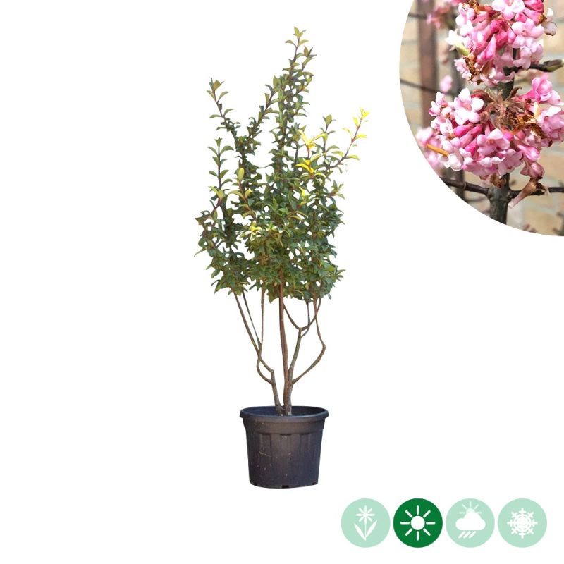 Viburnum Dawn - meerstammig