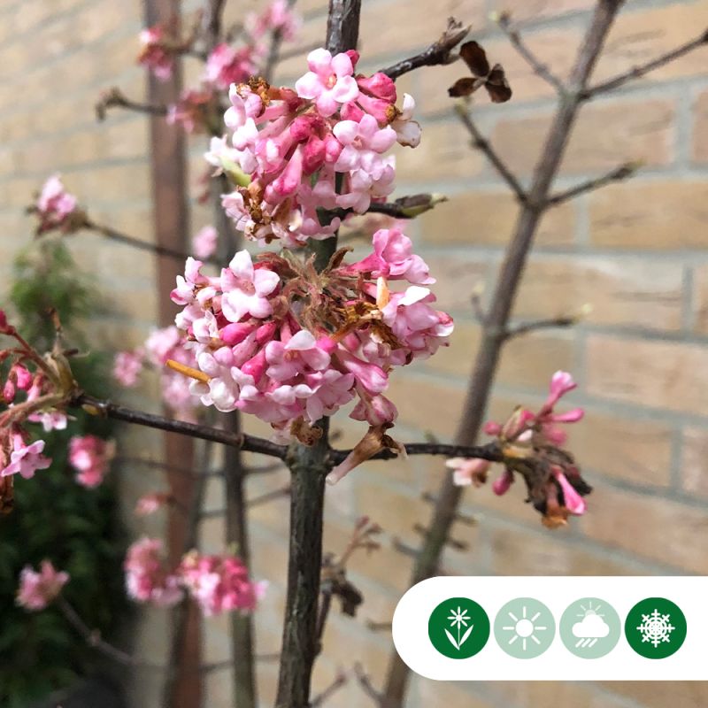 Viburnum Dawn - meerstammig