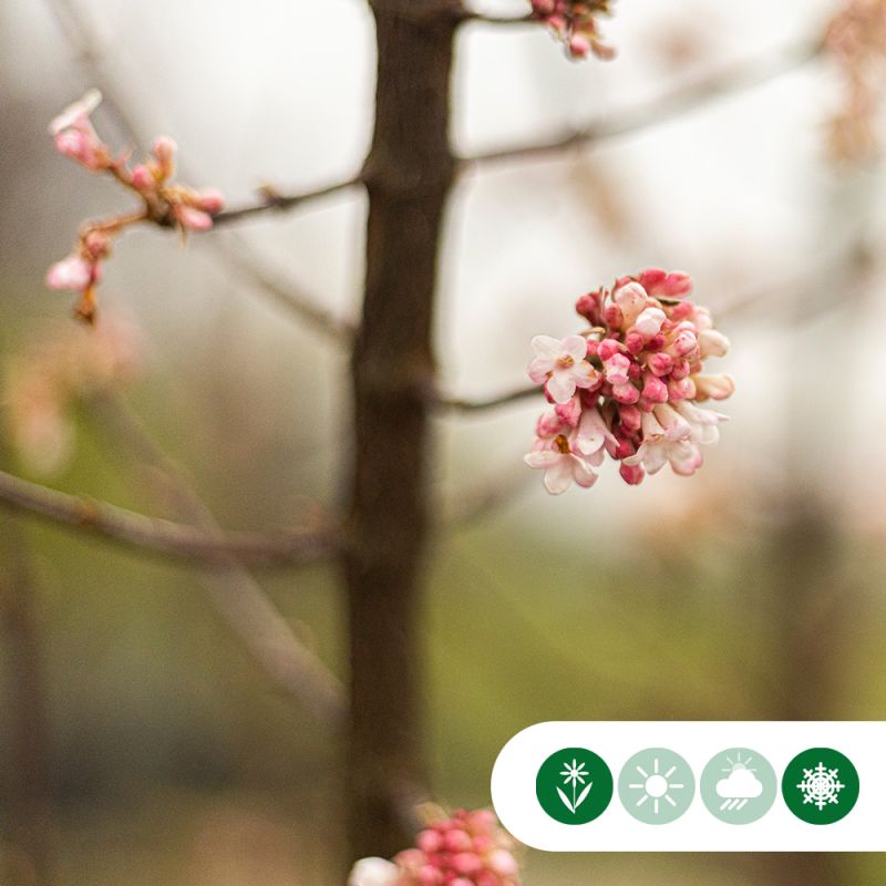 Viburnum Dawn - meerstammig