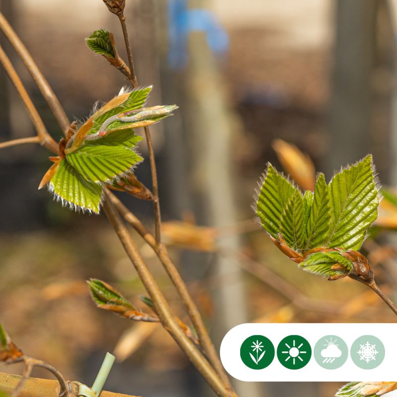 Fagus Dawyck 