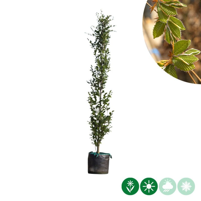 Fagus Dawyck 