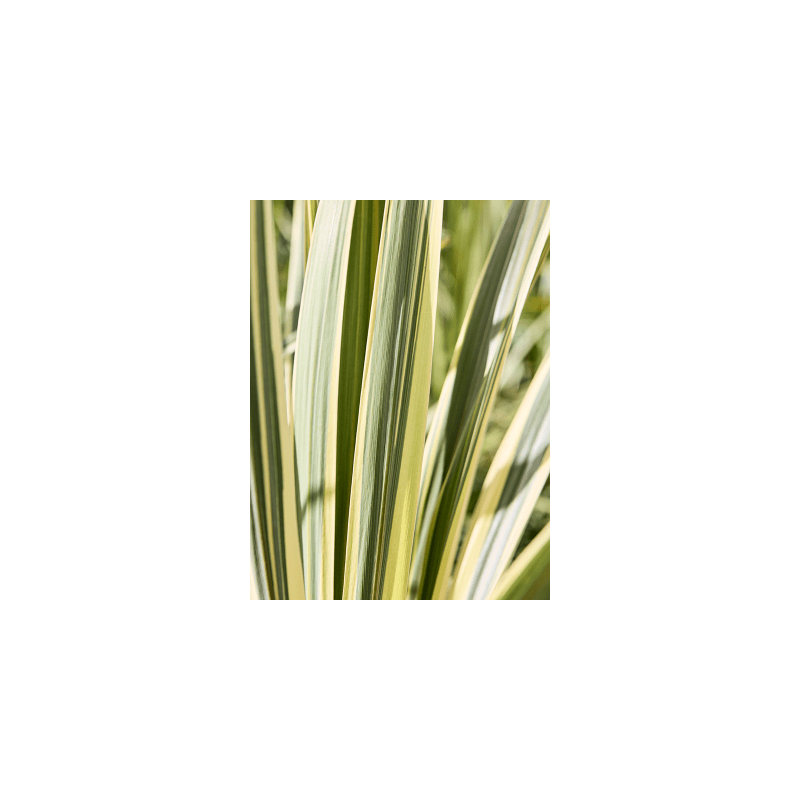 Cordyline Dazzler op stam